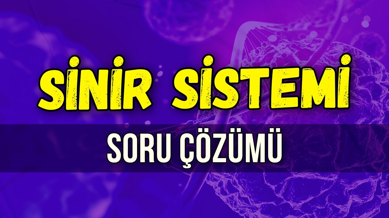SİNİR SİSTEMİ SORU ÇÖZÜMÜ l Seda Hoca Biyoloji #ayt2024