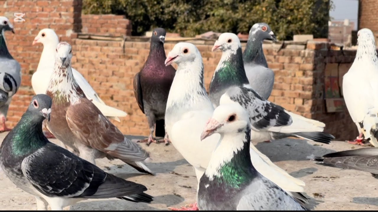 Today new entry 😍😱fighter 45 kabuter le ye ha #pigeon #pegionsvideos #bird #pigeonlaver #pigeon 