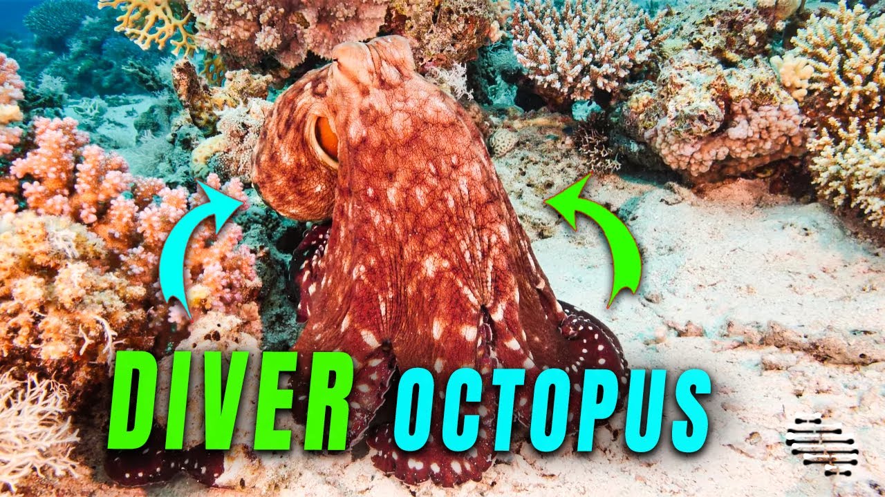 Diver's Serene Encounter with an Octopus