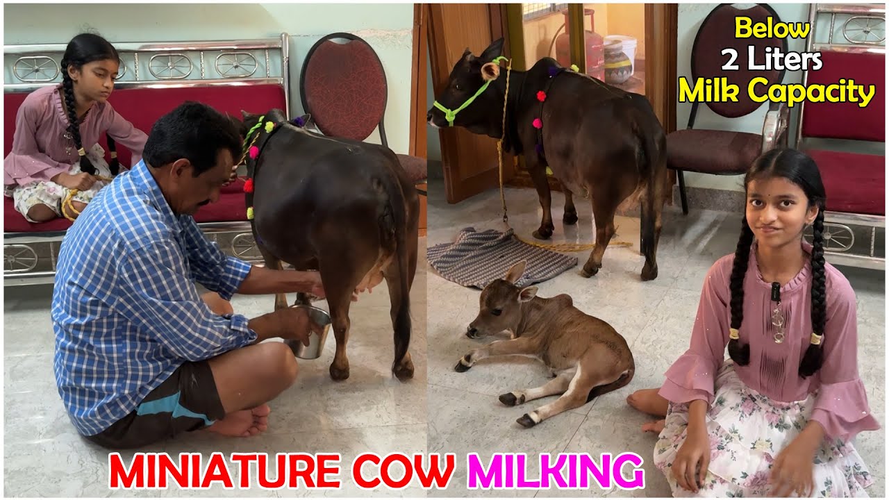 Miniature cow giving milk to his calf | Nadipathy Goshala | #miniature #tiktok #trending #milk #yt