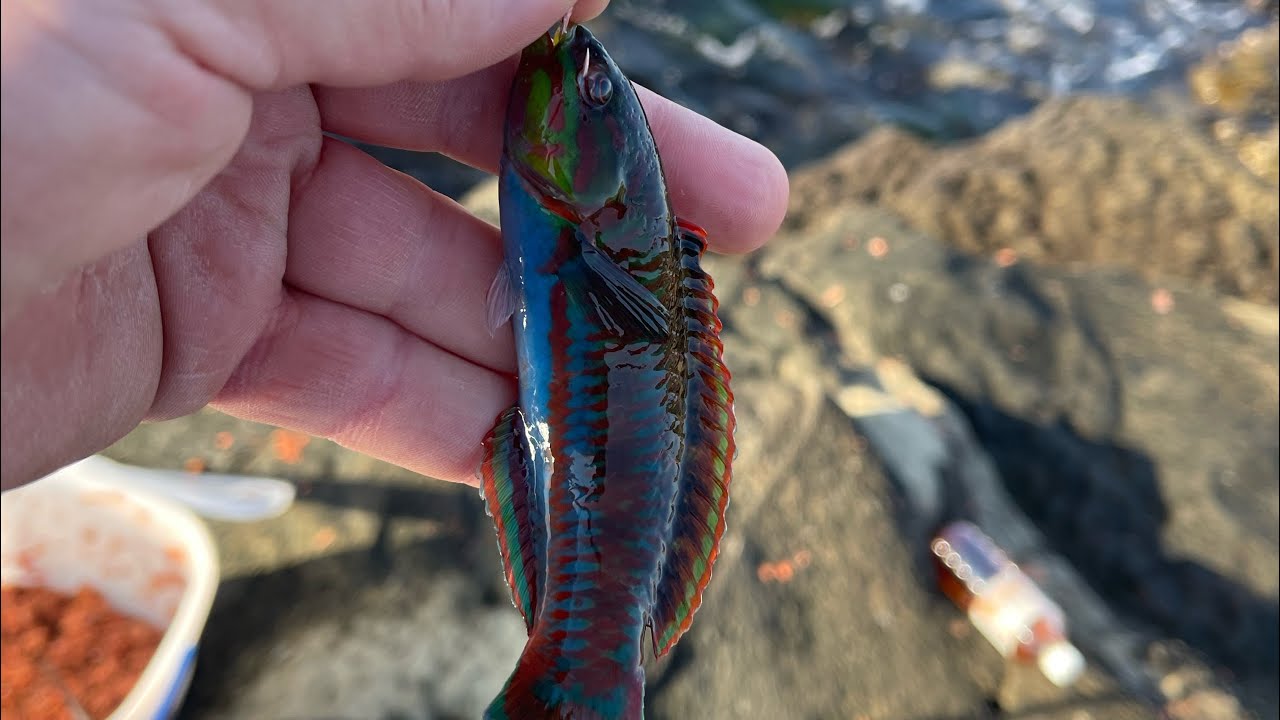 Jogashima Island first fishing trip of 2026