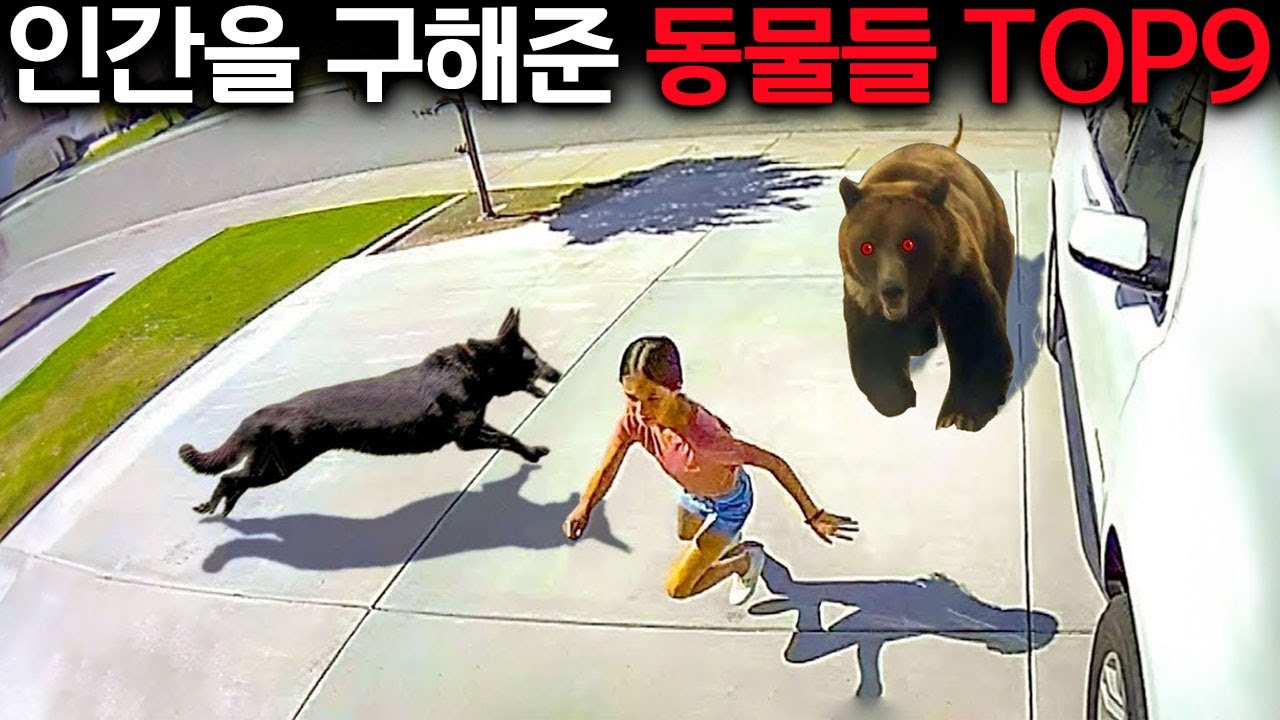 소녀를 구한 강아지는 우리 마음속에 영원히 기억될 것입니다.
