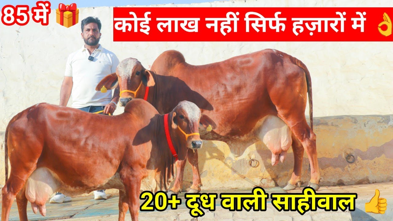 ✨20+ दूध वाली शानदार साहीवाल biggest Sahiwal 🏆 छोटी कीमत 💫में मात्र 85,000₹ में खरीदो 😀