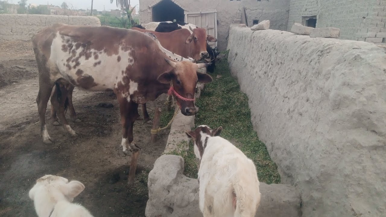 VillageVirsaPK: Gaoon ka Sakoon: Morning Breakfast with Animals 🐄🌿 | Village Life Live.