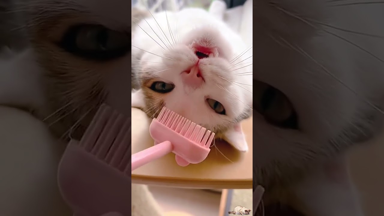 WEEKLY INTERNET CATS   WEEK 14
