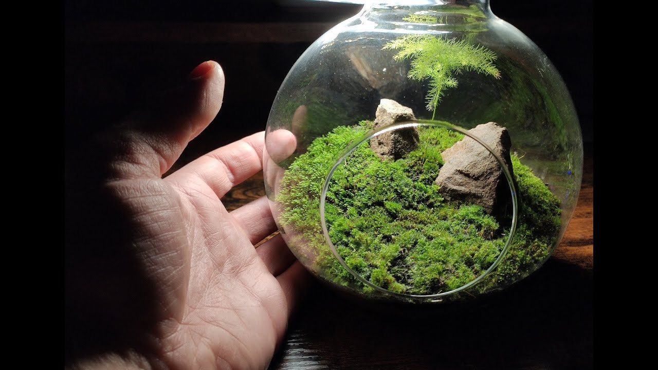Making a Mossarium - Moss Terrarium - Ecosphere