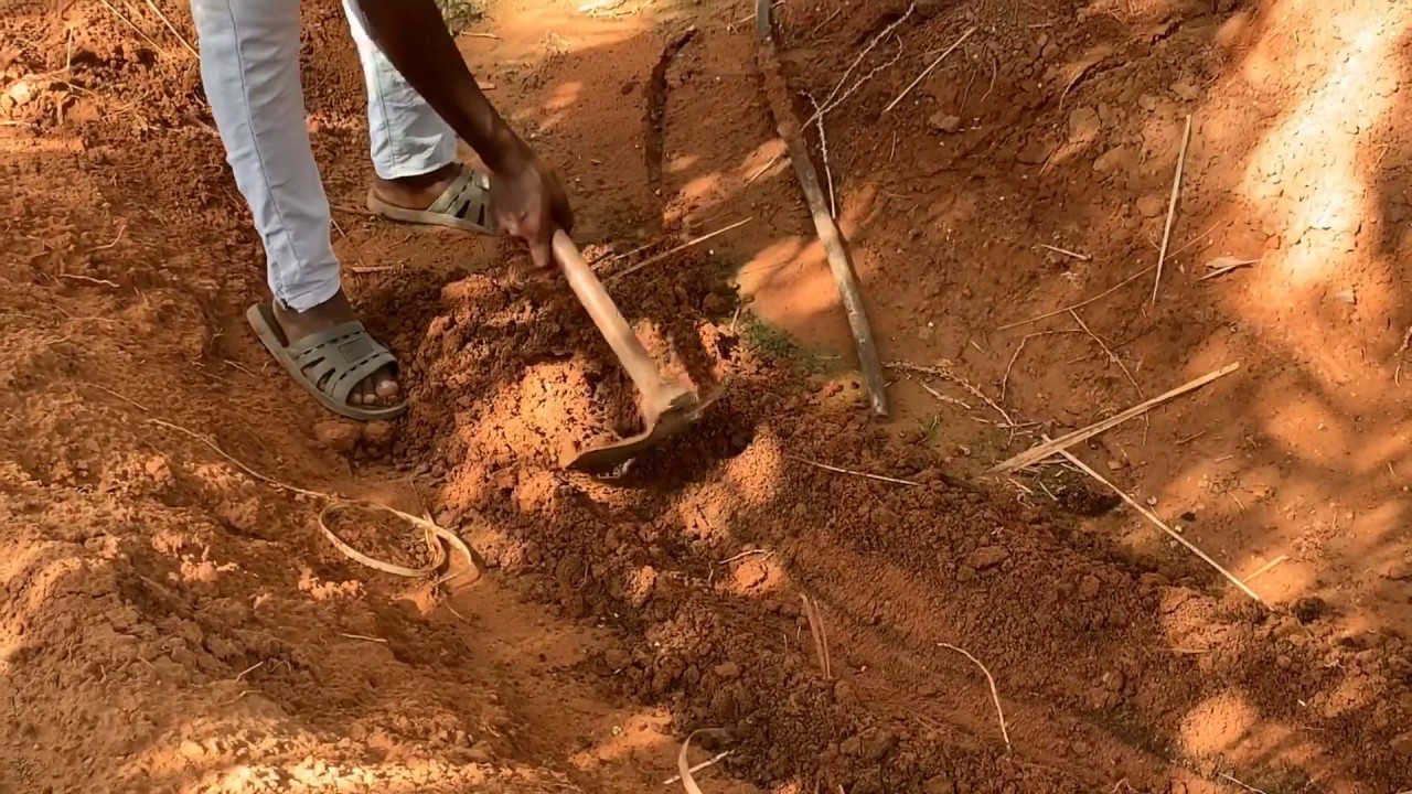 تسميد النخيل باستخدام الفأس او المسحة المعدلة لعمل خندق حول النخيل  لإسراع من عملية التسميد