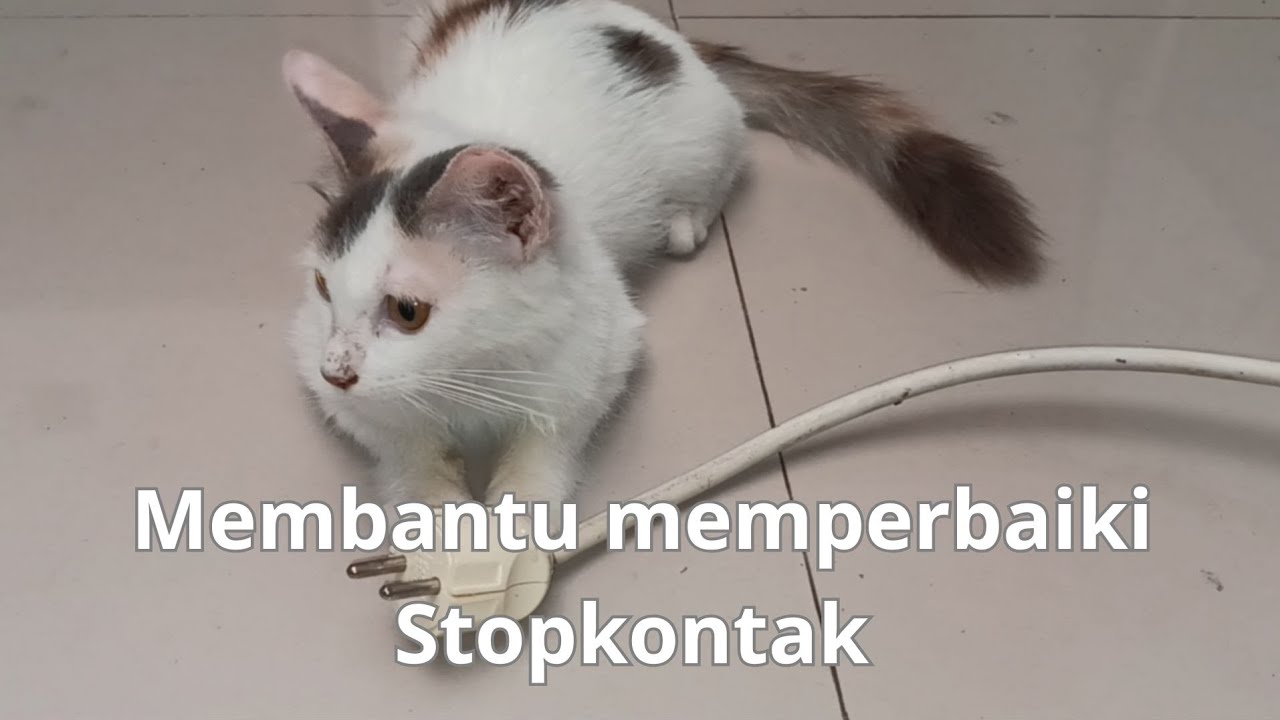 Membantu memperbaiki stopkontak