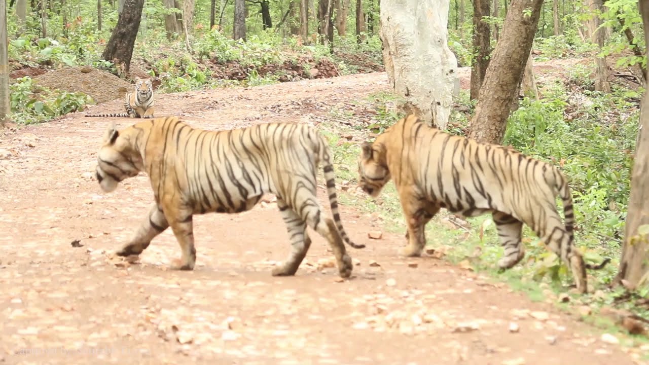 Two tigers fight over tigress in Tadoba TATR (Original video by Saurabh Kurve, 01.07.2019)