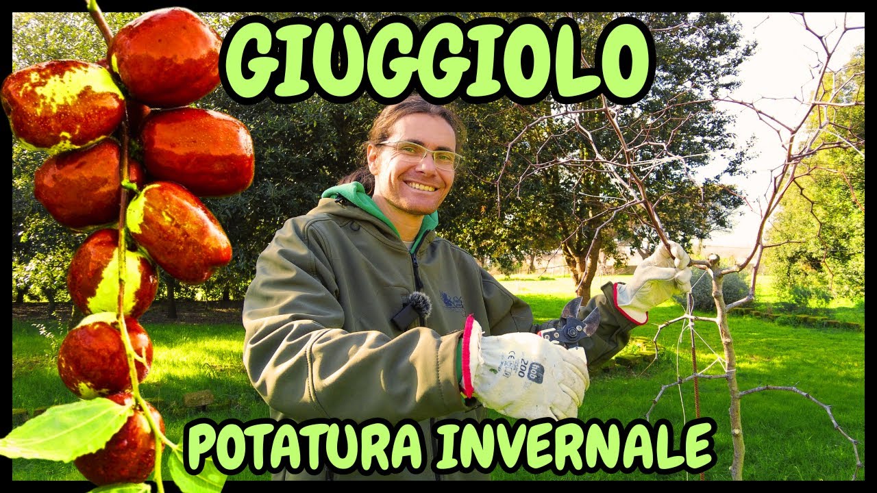 Come e Quando POTARE il GIUGGIOLO (Ziziphus jujuba) | Guida Pratica alla potatura
