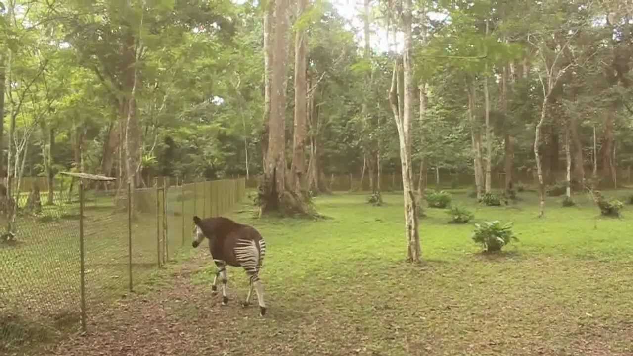 Maiko NP - Rare Encounters With The Okapi