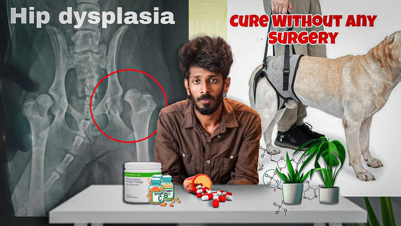 100% | Effective solution for dog hip dysplasia | dog hip dysplasia success story @dr.c.m.v.sc.9818