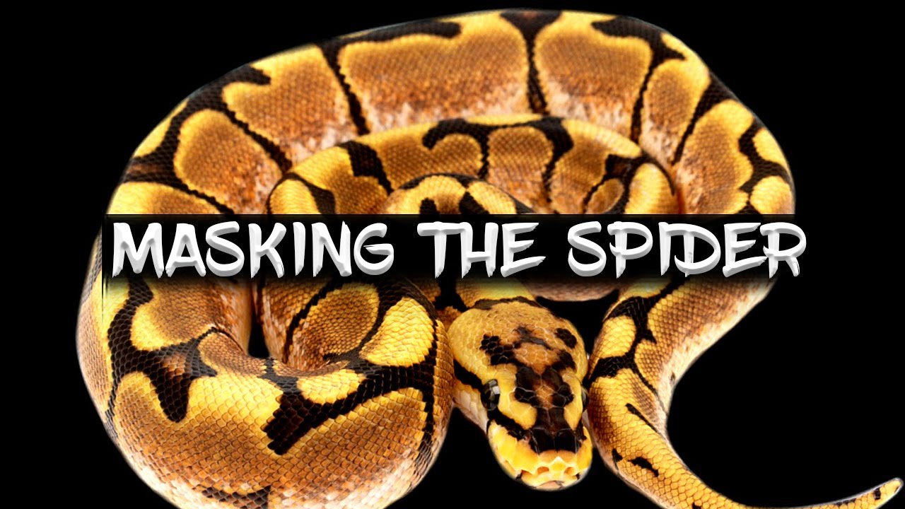 Ball Python Genes that Totally Hide the Spider!