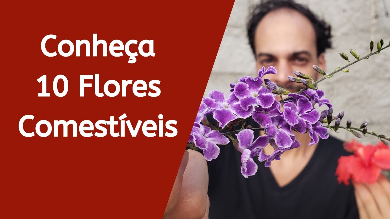 Flores Comestíveis Fáceis de Encontrar e Cultivar