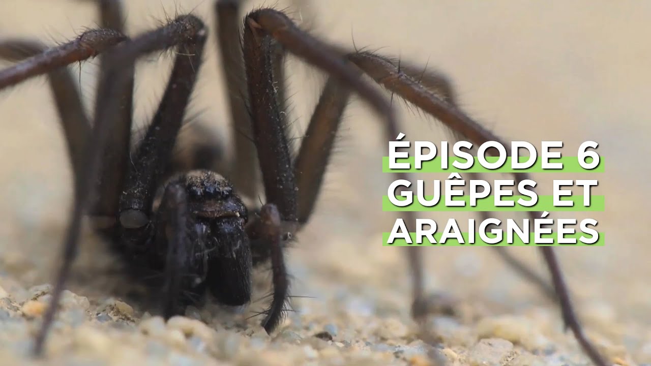 🕷 [Web-série] La vie secrète du jardin : guêpes et araignées