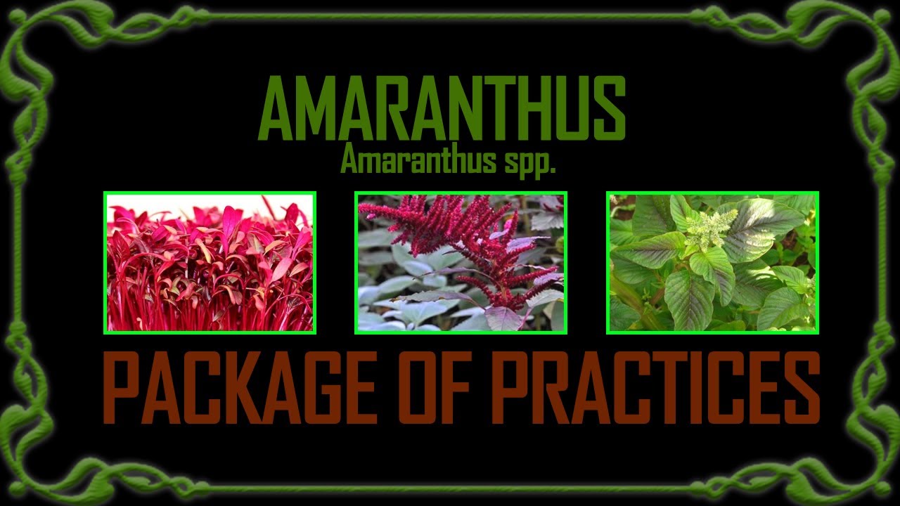 PACKAGE OF PRACTICE   AMARANTHUS