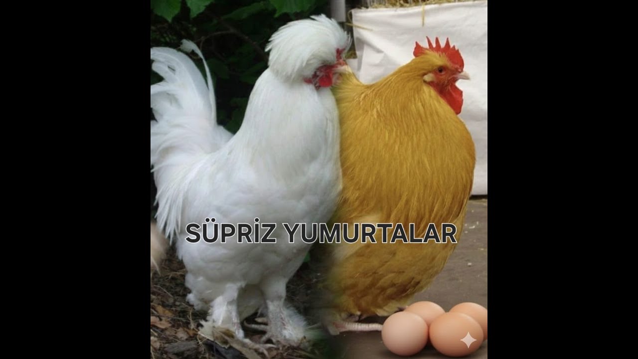 Buff Orpington ve Sultan tavukları yumurtlamaya başladı( YUMURTA TOPLAMA) first eggs