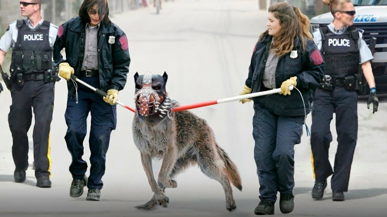 Estos Perros Están Prohibidos en Todo el Mundo