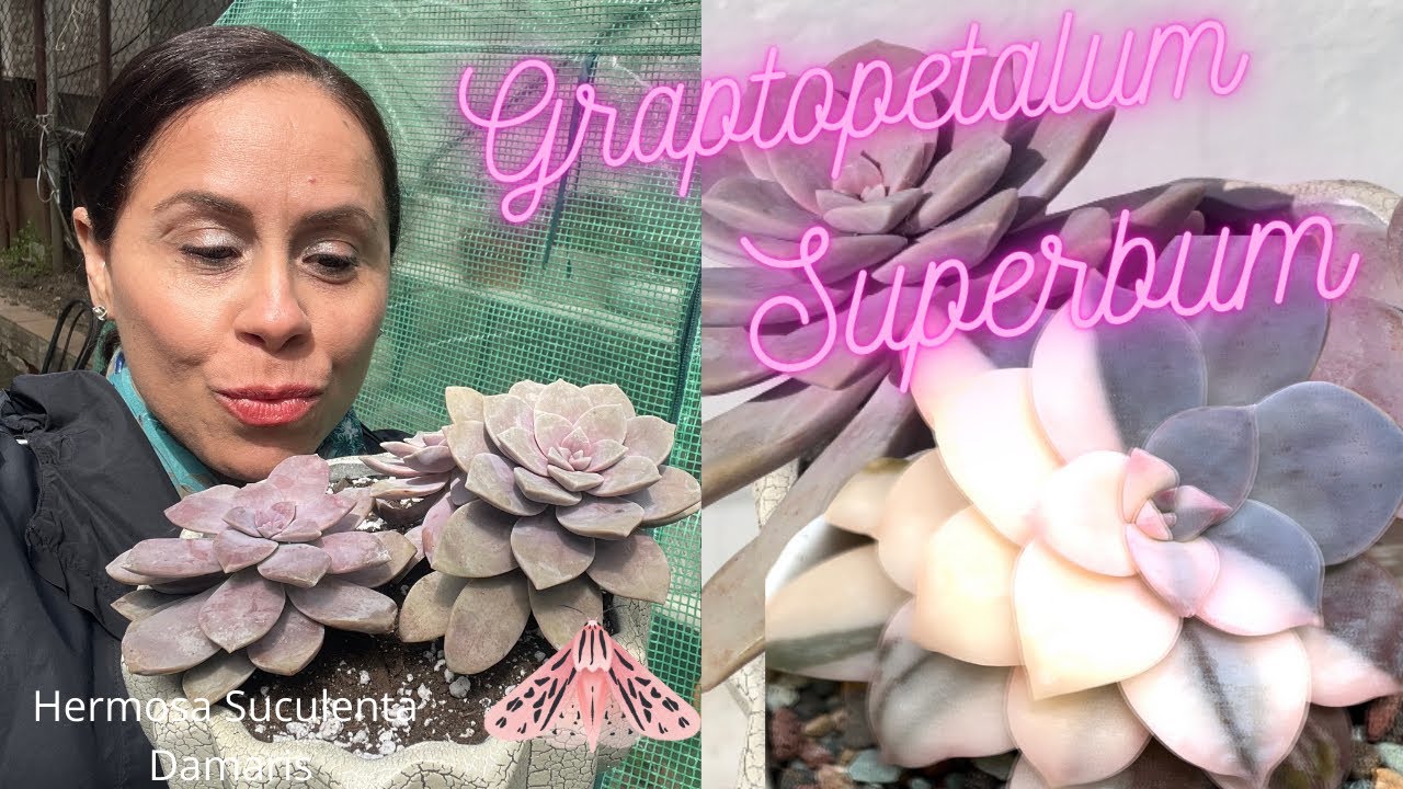 Propagación y Resultados del Graptopetalum Superbum 🌸#graptopetalum#propagacion#actualizacion