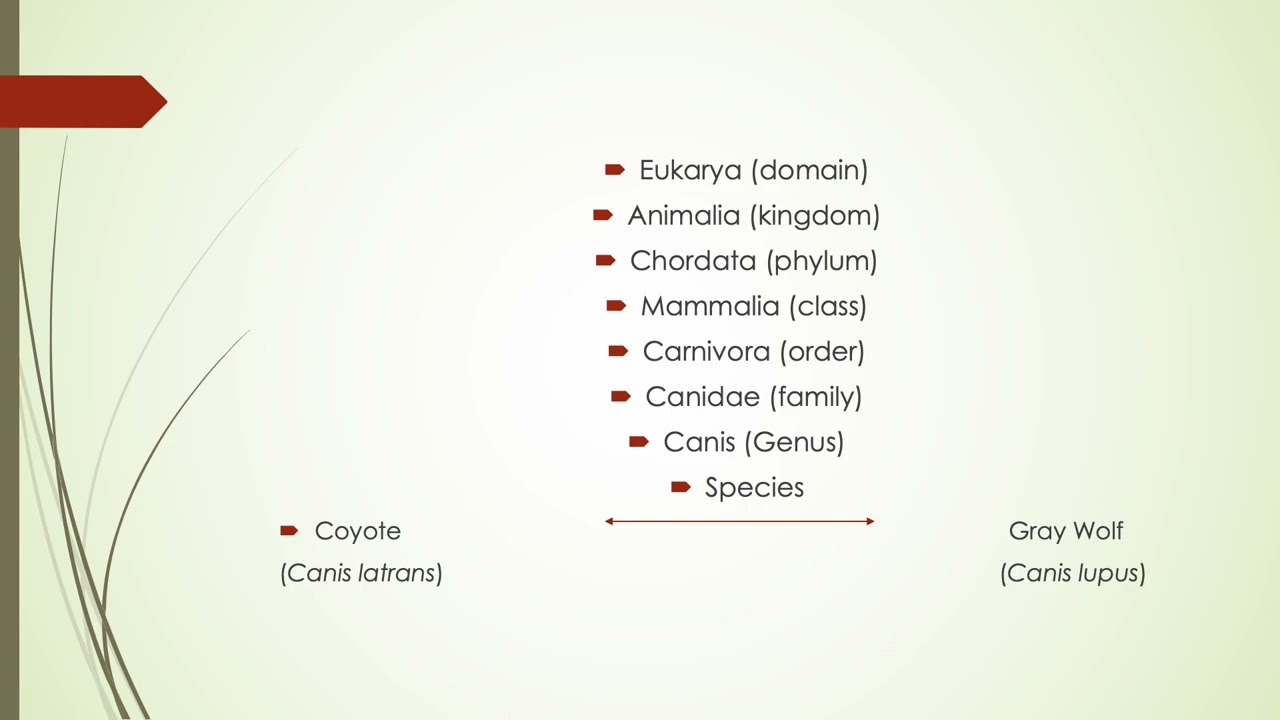 classification