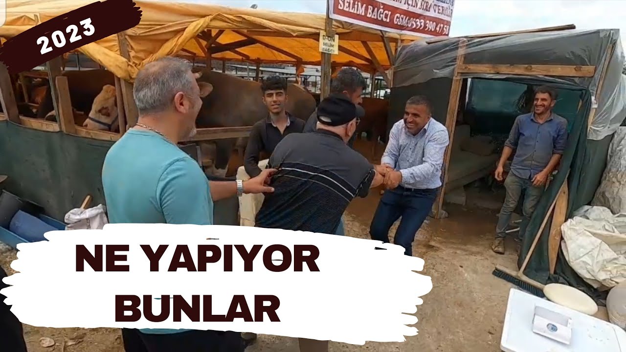 Az Kalsın Kalpten Gidiyordu | 2023 Kurbanlık Fiyatları