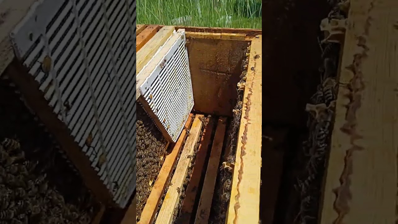 BAL AKIMINDA ANA ARİ İZALATOR KULLANIMI