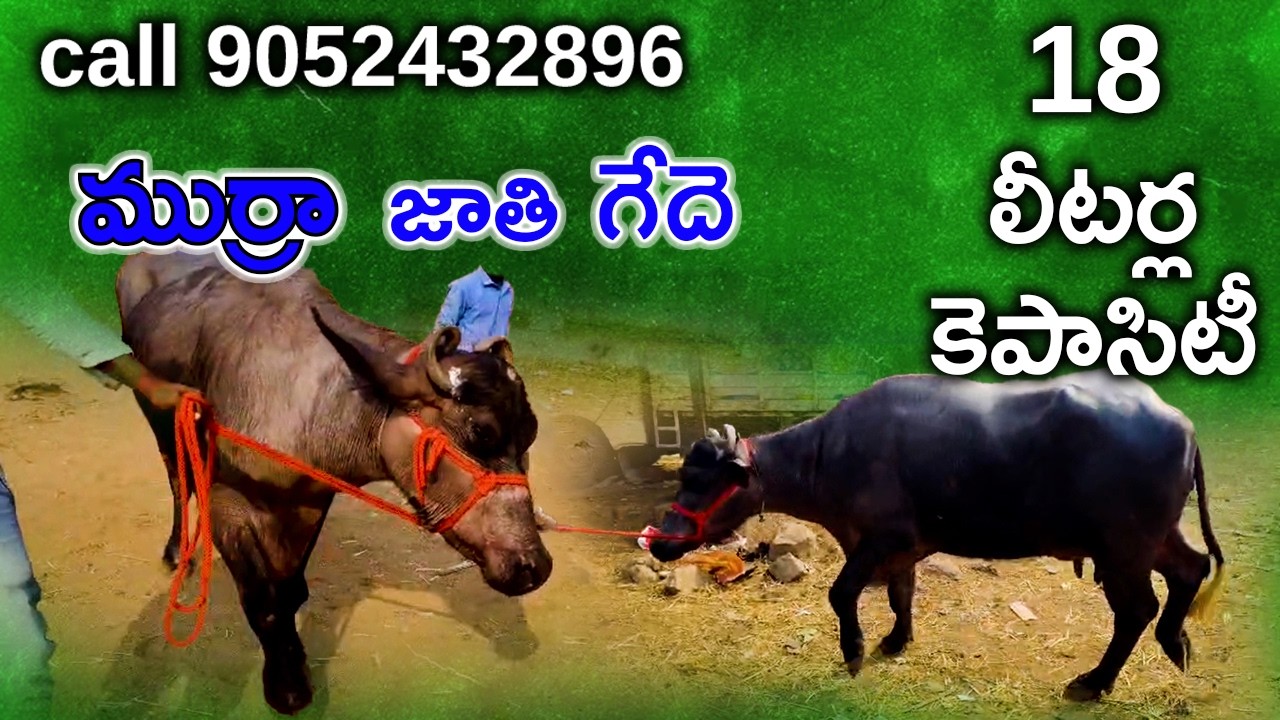 18 లీటర్ల పాలు ఇచ్చే ముర్రా జాతి గేదె Murra bull Mother Milk capacity 18 litres call 9052432896