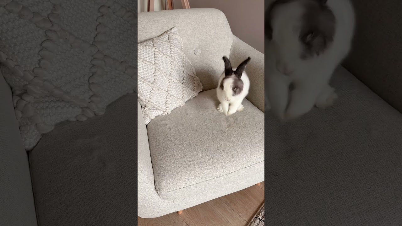 AD Vileda PetPro Broom & Electrostatic Brush | Indoor Rabbits | Clean With Me