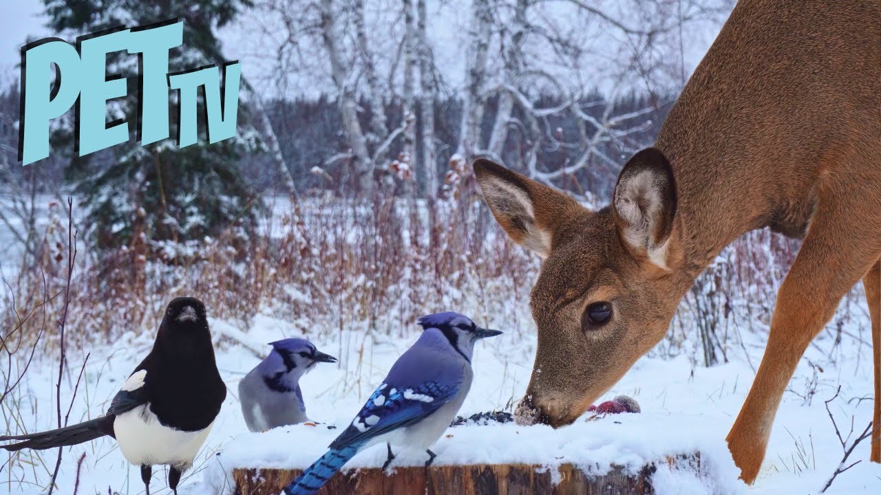 Deer in a Snowy Meadow 🦌 Relaxing Wildlife for Pets & Their Owners to Watch - Dog TV • Cat TV