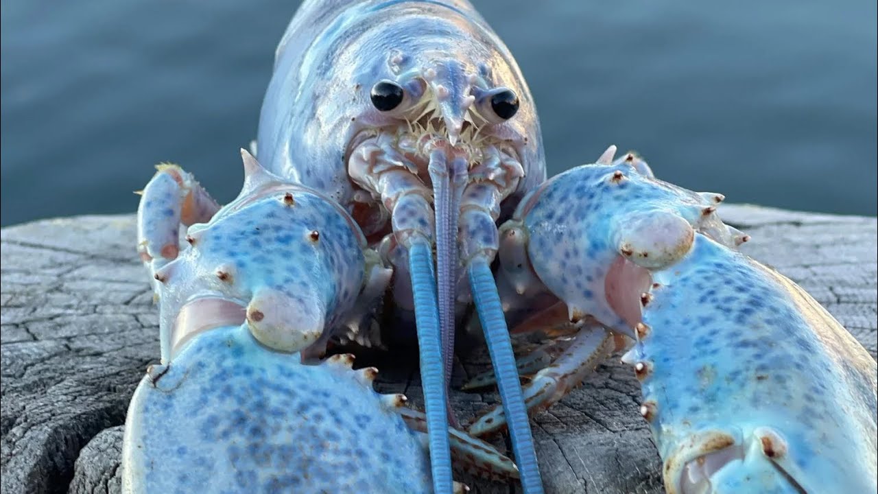 1 hour of silence occasionally broken by blue lobster jumpscare