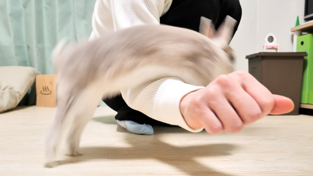 芸を覚えたうさぎさんのパフォーマンスが凄すぎて補助役の飼い主の体力が持ちません