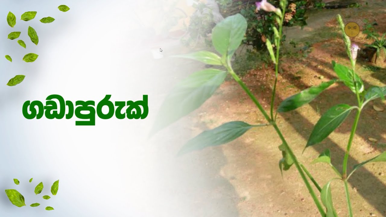 හෙල ඔසු - ගඩාපුරුක්