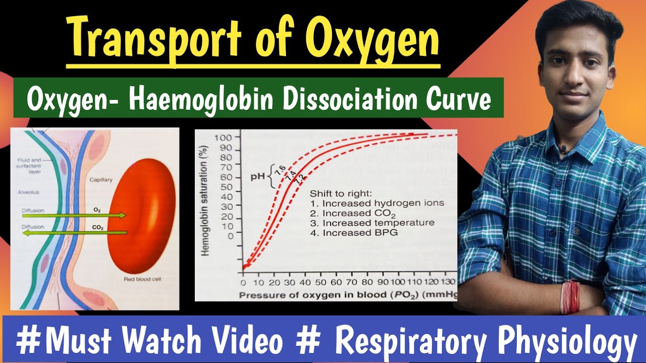 Transport of Oxygen || Oxygen Haemoglobin Dissociation Curve|| Respiratory Physio|| hindi|| Ashish