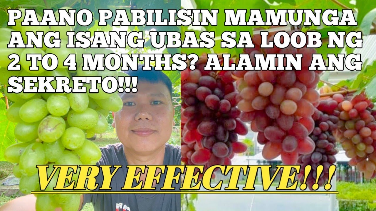PAANO PABILISIN MAMUNGA ANG ISANG UBAS SA LOOB NG 2 TO 4 MONTHS? ALAMIN ANG SEKRETO!!!