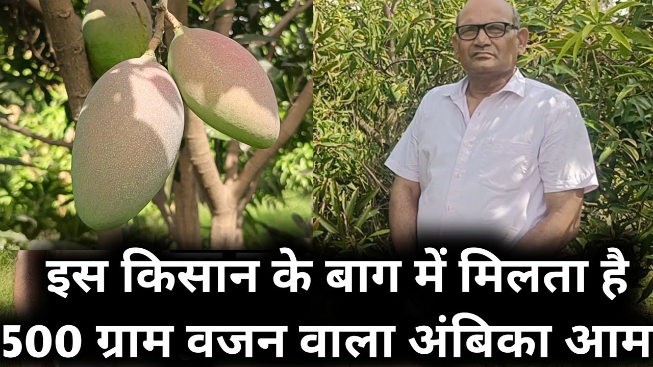 CISH AMBIKA COLOURED 🥭 MANGO 🧺 FARMING, आम की इस रंगीन किस्म का वजन होता है 500 ग्राम से अधिक