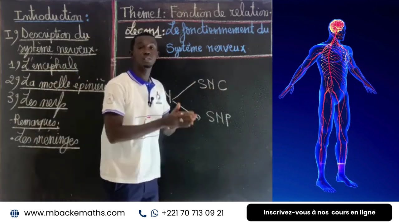 COURS 1 - SVT - 3EME - ORGANISATION DU SYSTEME NERVEUX