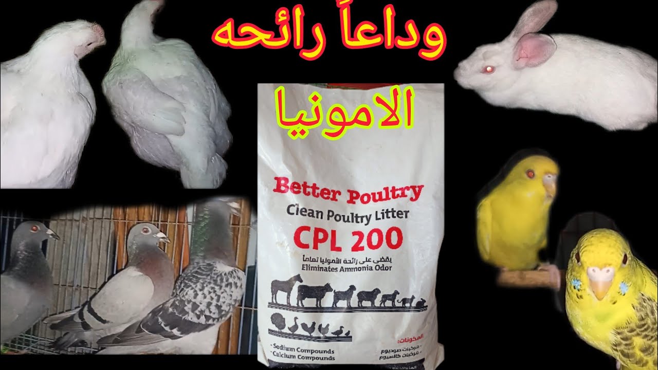 الارانب والطيور منتج CPLالقضاء على الامونيا نهائيا والأمراض التنفسيه والرطوبه منتج ممتاز