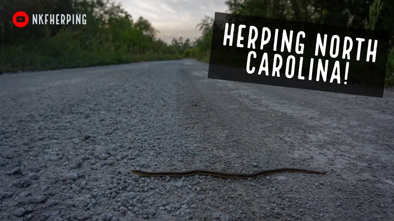More Coastal North Carolina Herping!