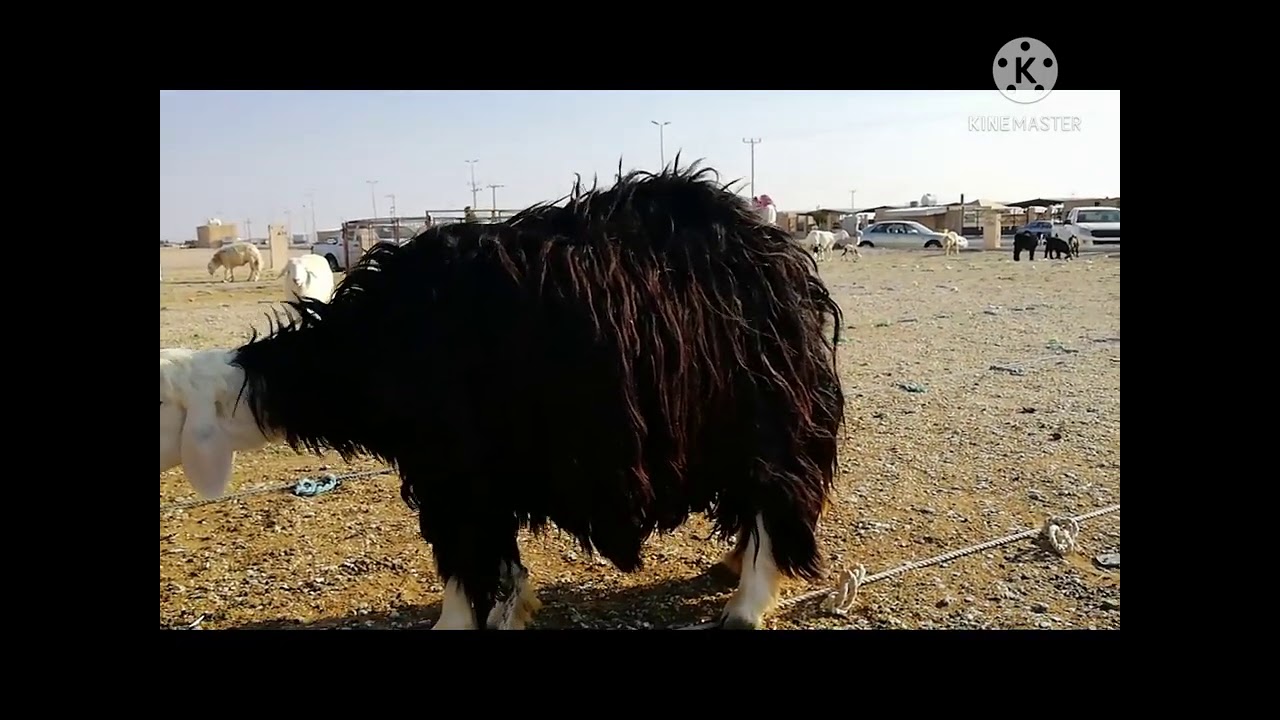 تغطية سوق الأغنام في الرس مع مباسط الخضار 20/7/1442