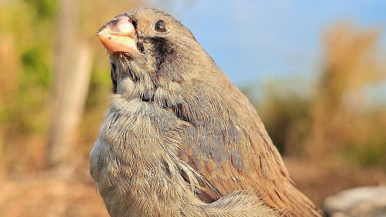 Zebra finch practices singing a lot to create beautiful songs for your bird. Zebra finches sound 