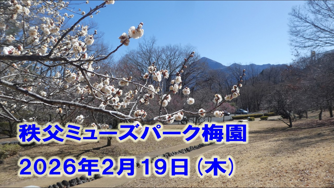 秩父ミューズパーク梅園2026年2月19日木