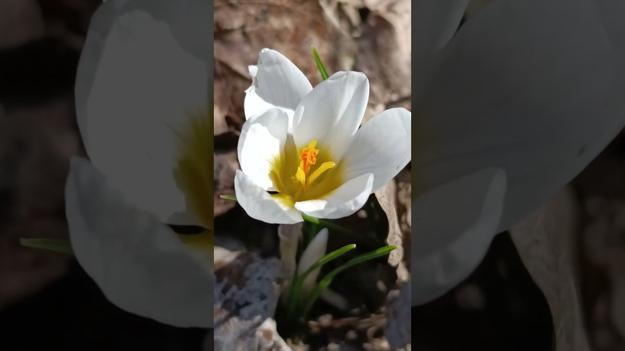 Dajmy szansę naturze! #wiosna2025, #ekologia  #spring,
