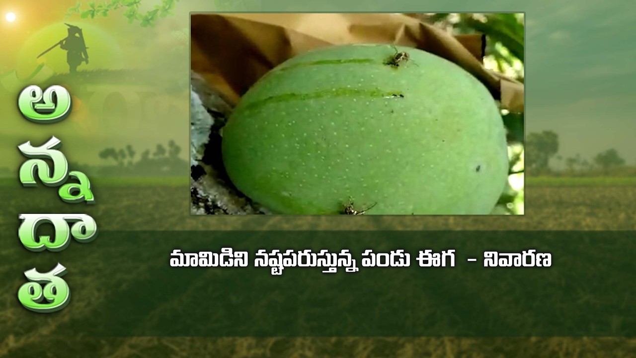 IPM for fruit fly in Mango #methyleugenol traps #akarsh me # pheramone #fruit covers | ETV
