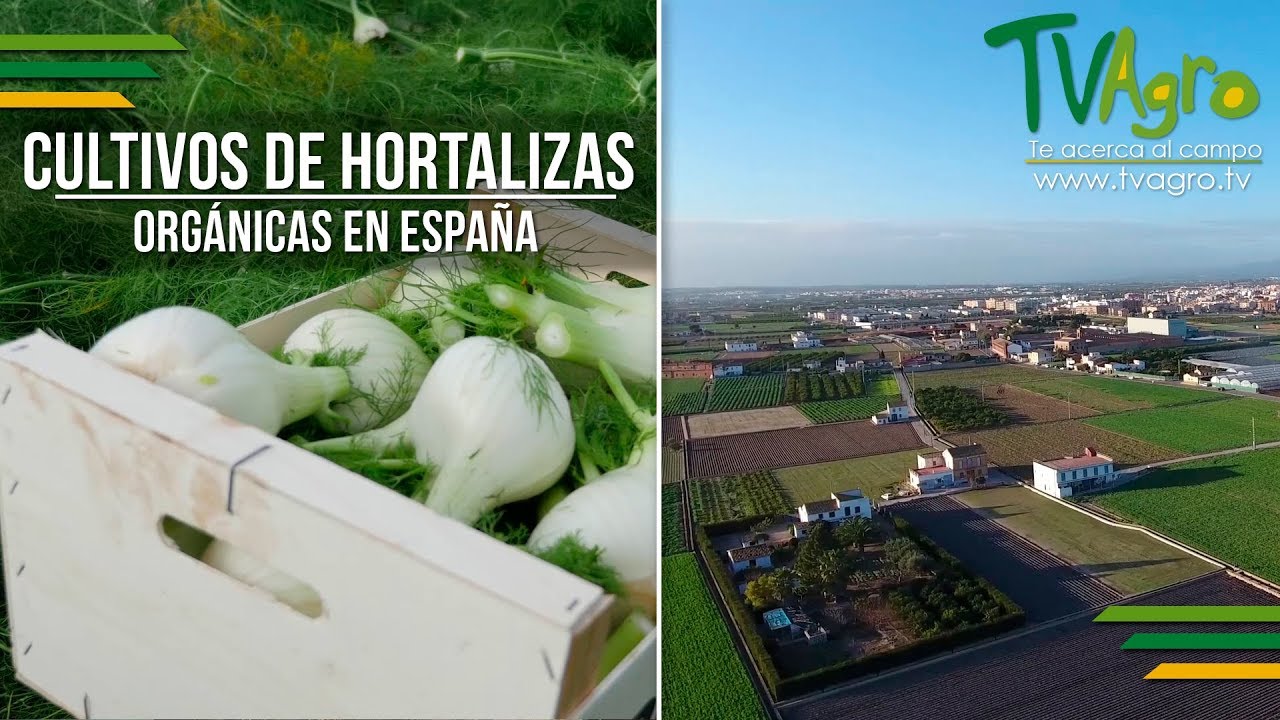 Cultivo de Hortalizas Orgánicas en España - TvAgro por Juan Gonzalo Angel