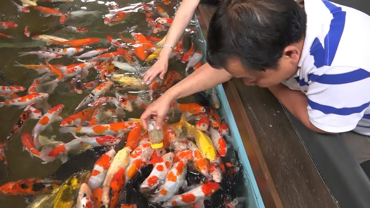 Xem C&aacute; Koi B&uacute; B&igrave;nh Như Em B&eacute; ở S&agrave;i G&ograve;n | The Koi fish coffee shop in Vietnam