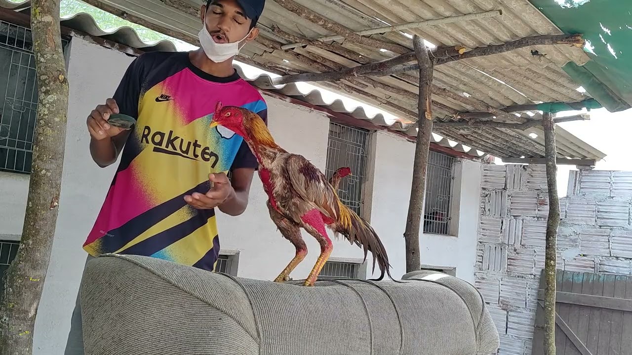 MELHORES EXERCÍCIOS DE MÃO PARA COLOCAR SEU GALO EM ORDEM