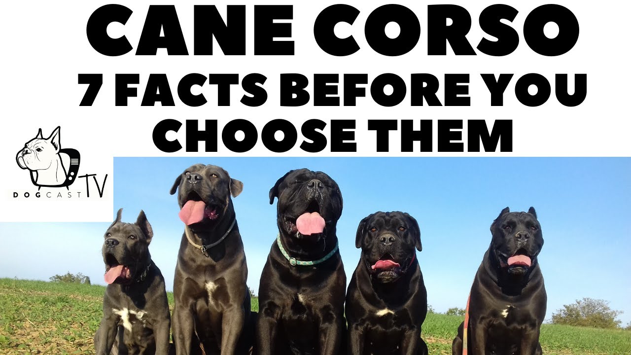Prima di acquistare un cane - CANE CORSO - 7 cose da considerare! DogCastTV!