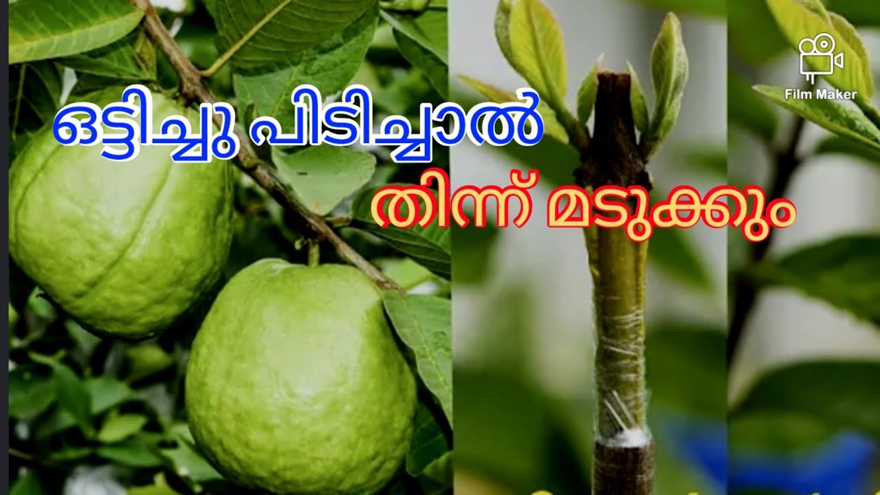 ഒട്ടിച്ച് പിടിച്ചു കിട്ടിയാൽ നിങ്ങൾ തിന്ന് മടുക്കും| cross budding | budding  |grafting  | rooting |