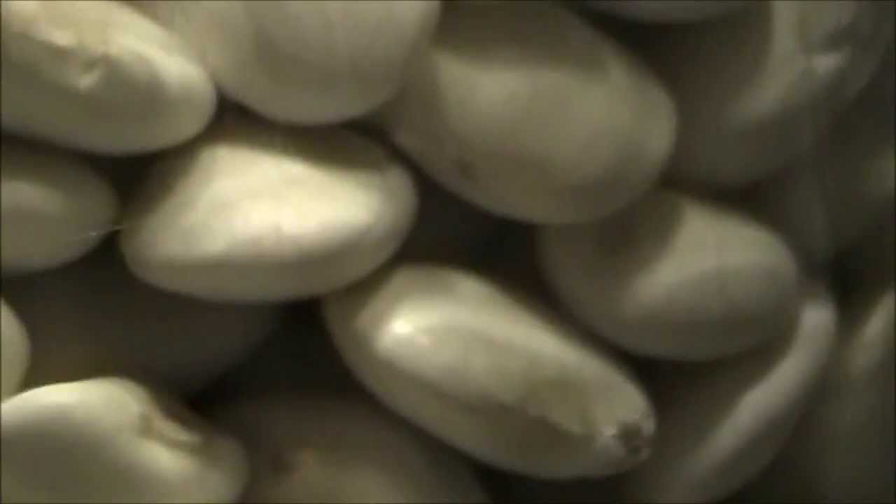 Eksperyment biologiczny: kiełkujące fasolki