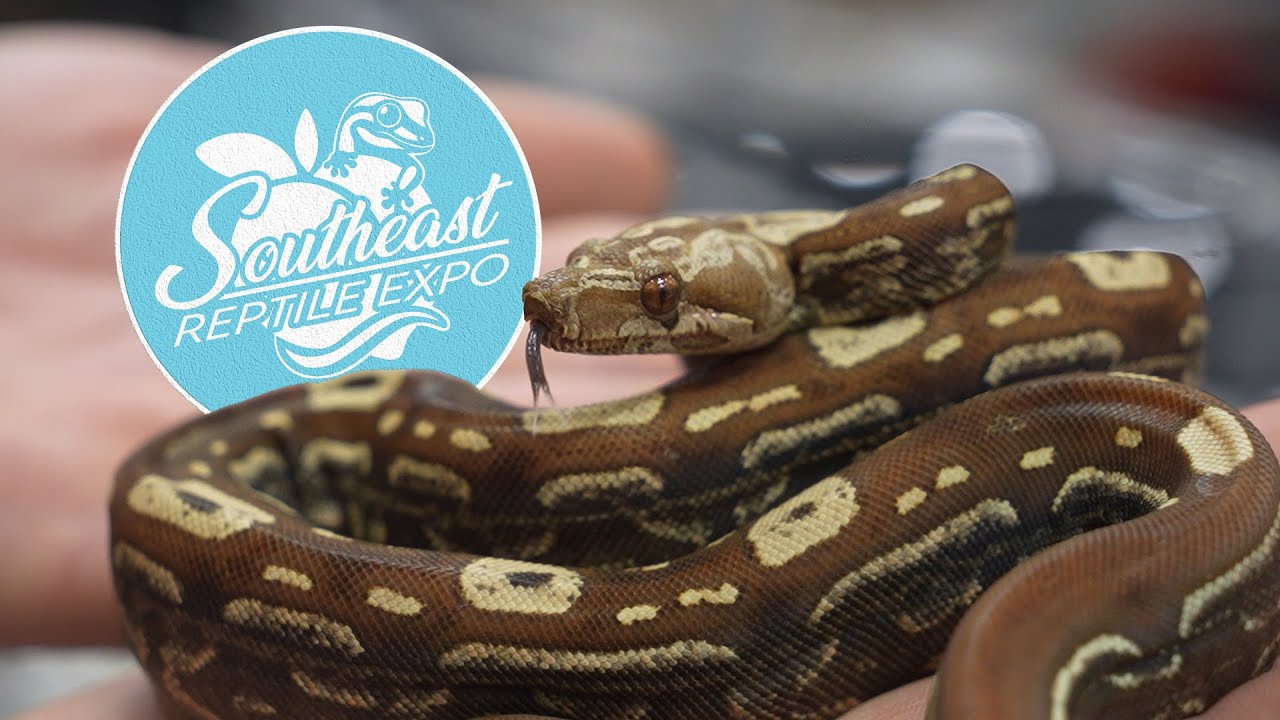 Come with us to the South East Reptile Expo!
